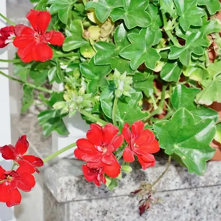 Rosette *