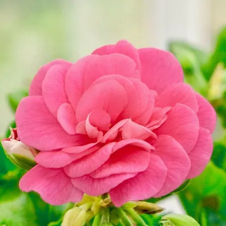 아파트 Rosette 브랜지카