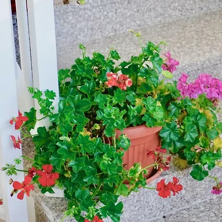 아파트 Rosette