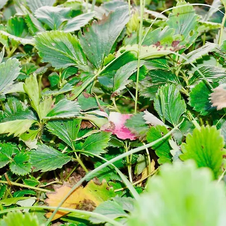 Rosette *